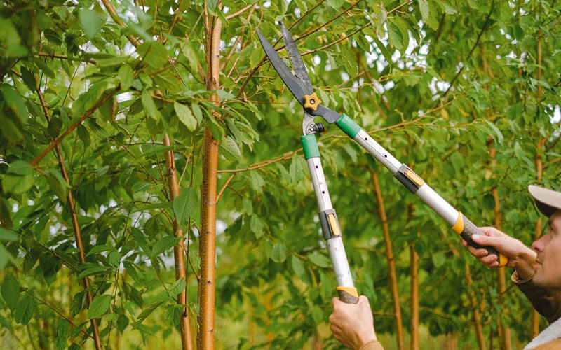 Tree trimming in Wisner, NE